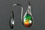 Flashy Ammolite (Fossil Ammonite Shell) Earrings with Sterling Silver #271779-1